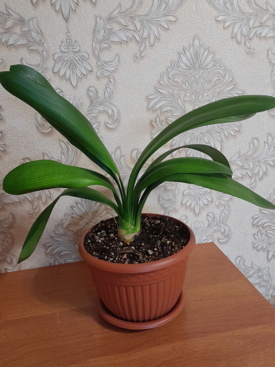 Цветок кливия и туфли новые - Хобби и отдых в Подольск - фото 6