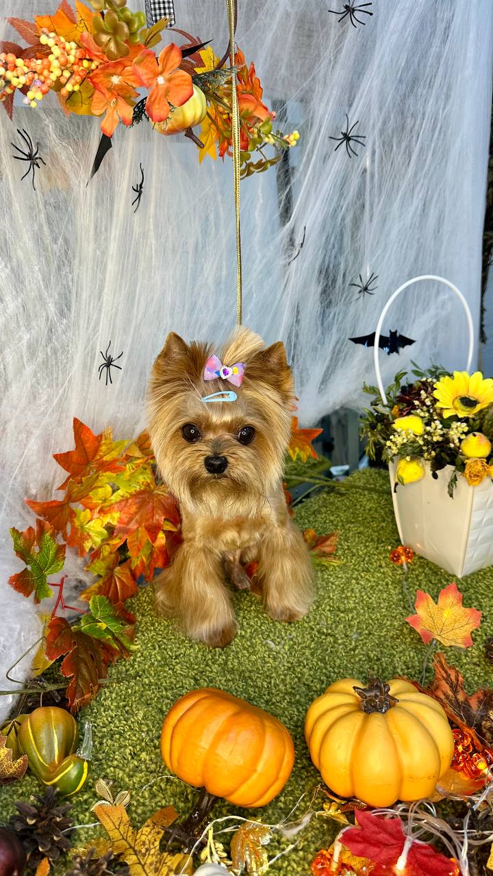 Обучение грумингу - частное объявление в Химки