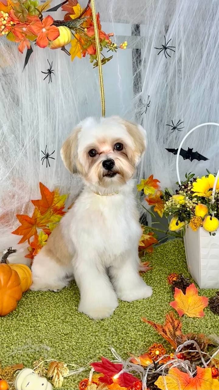 Обучение грумингу - Услуги в Химки - фото 2