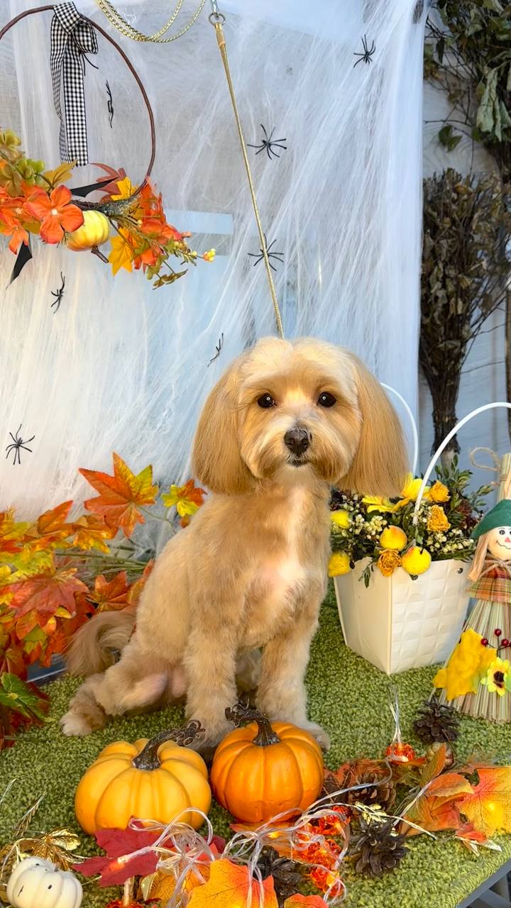 Обучение грумингу - Услуги в Химки - фото 3