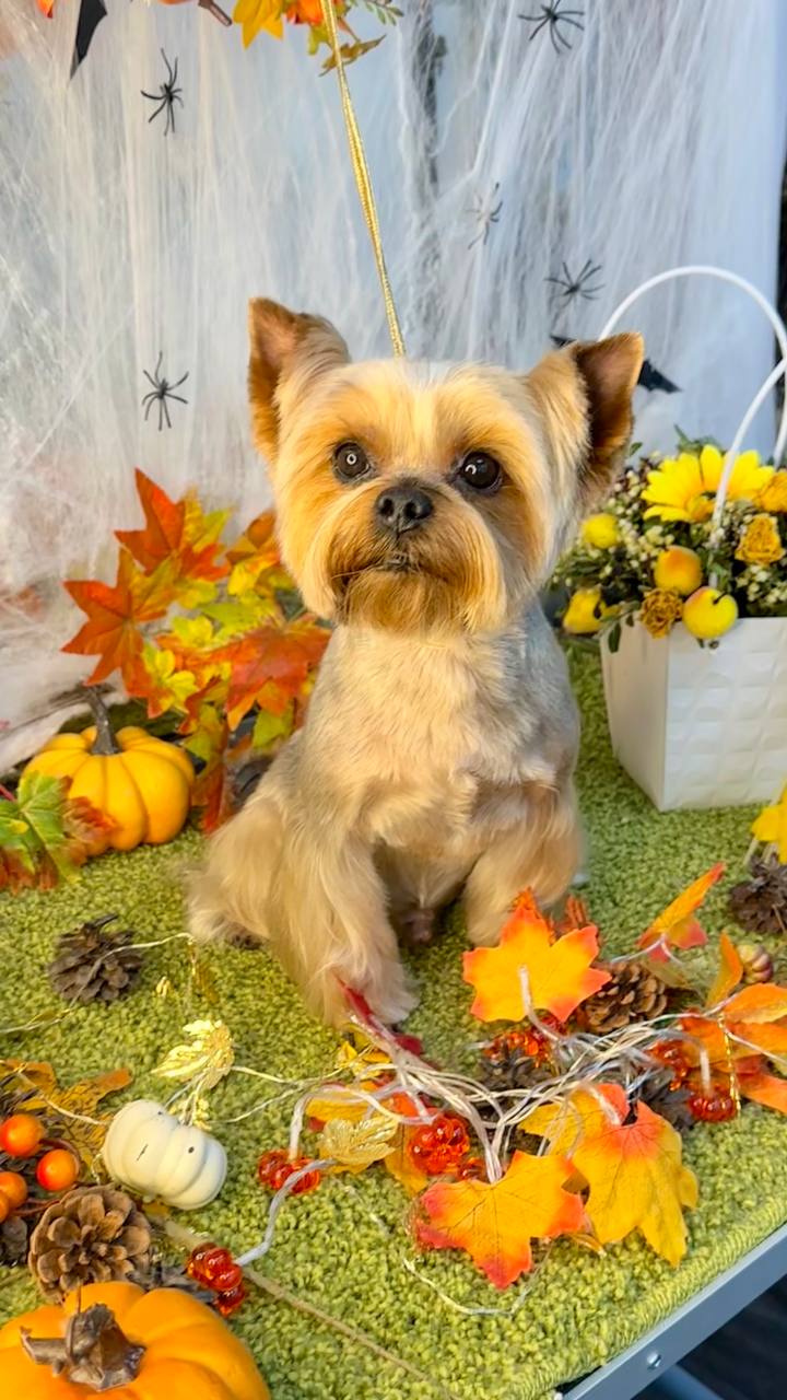 Обучение грумингу - Услуги в Химки - фото 4