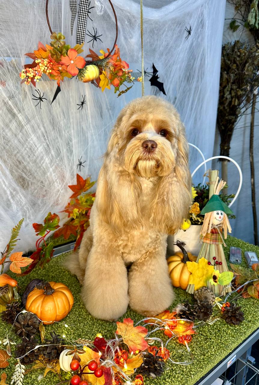 Обучение грумингу - Услуги в Химки - фото 5