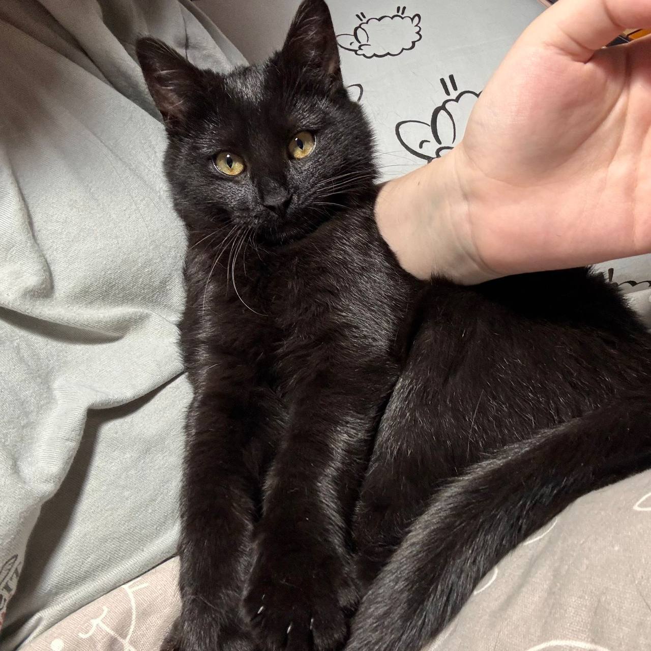 Черный красавчик Шедоу ищет дом - частное объявление в Красногорск