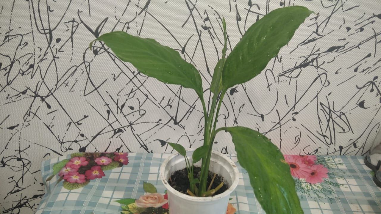 Спатифиллум укорененные росточки - Для дома и дачи в Красногорск