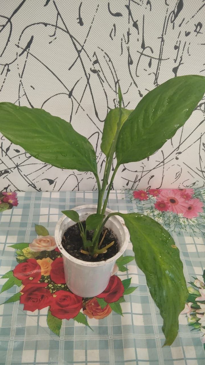 Спатифиллум укорененные росточки - Для дома и дачи в Красногорск - фото 2