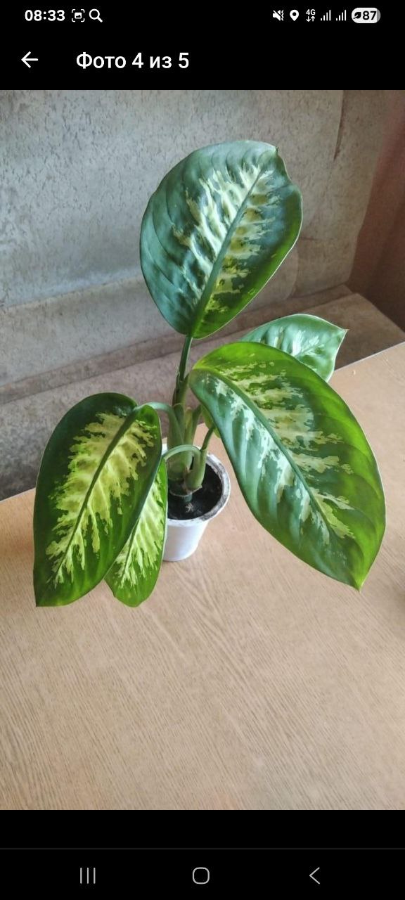 Аглаонема росточек укоренный - Хобби и отдых в Красногорск