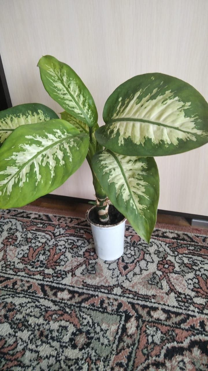 Аглаонема росточек укоренный - Хобби и отдых в Красногорск - фото 2